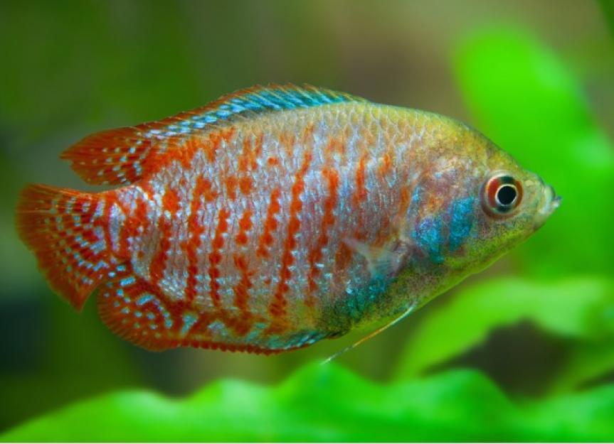 7 Freshwater Fish That Are Perfect for a 10Gallon Tank PetMD
